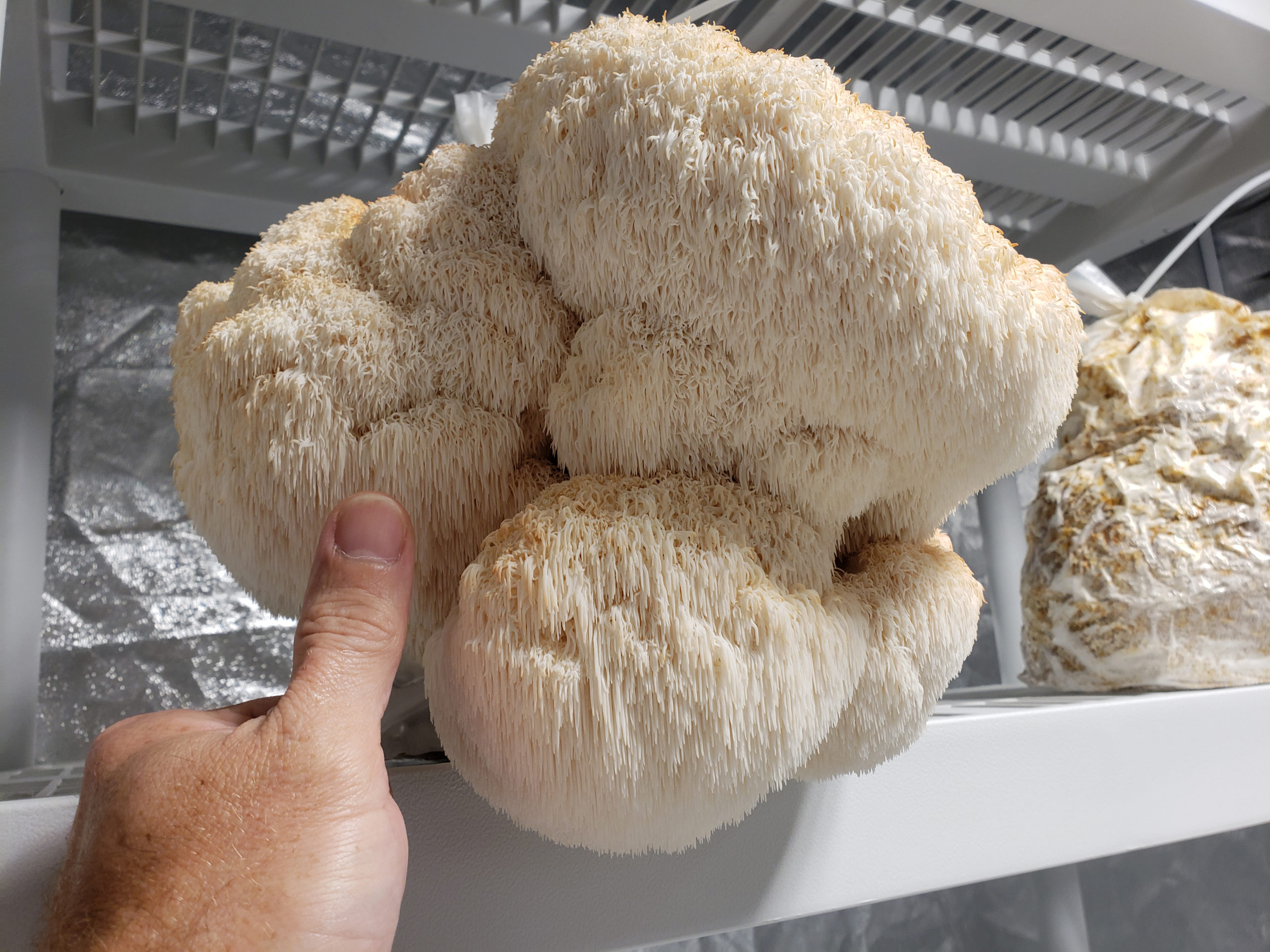 Lion S Mane Mushrooms CAPITAL MUSHROOMS   Liquid Culture Lions Mane 4 Scaled 