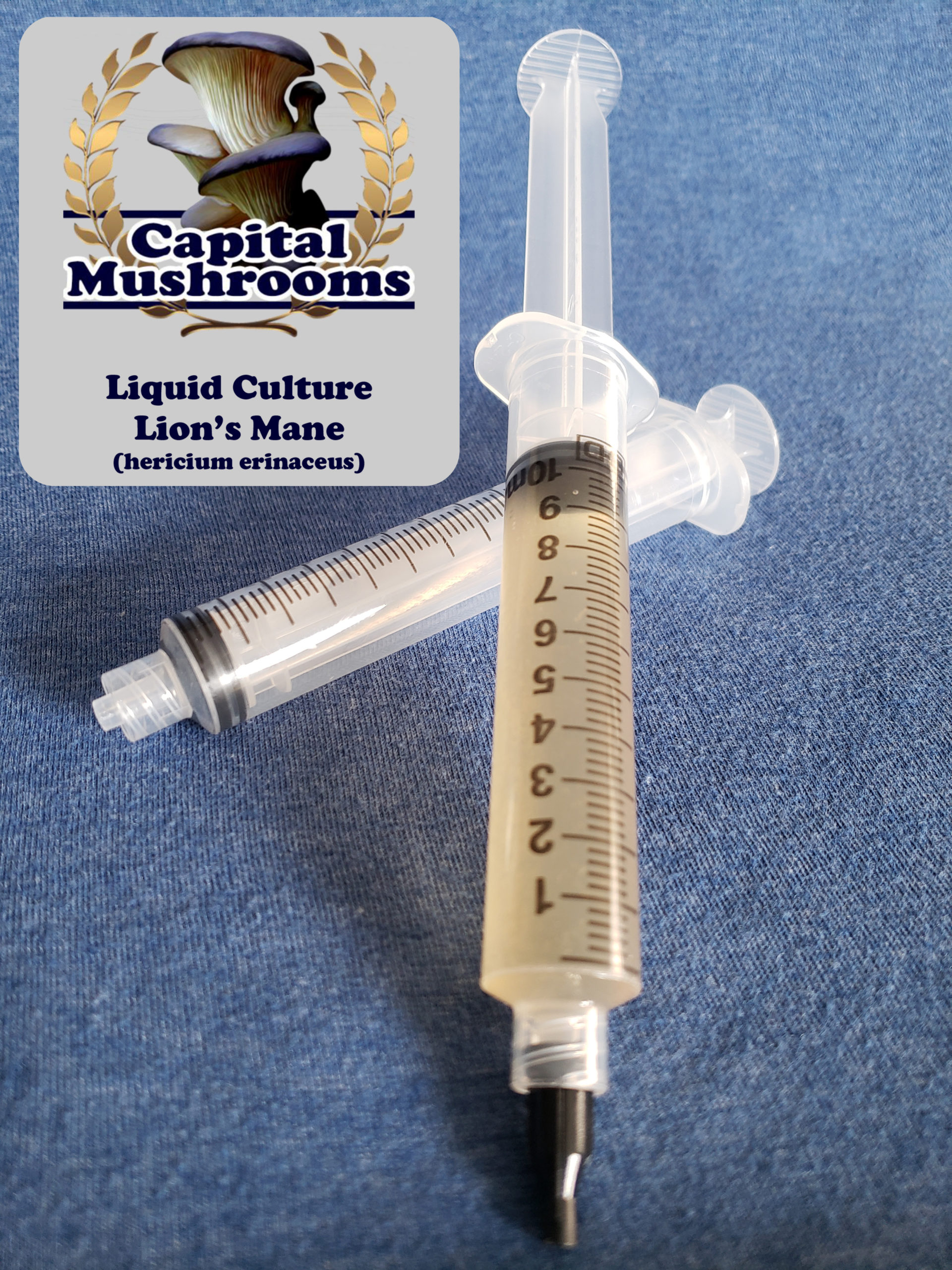 Lion's Mane Liquid Culture CAPITAL MUSHROOMS
