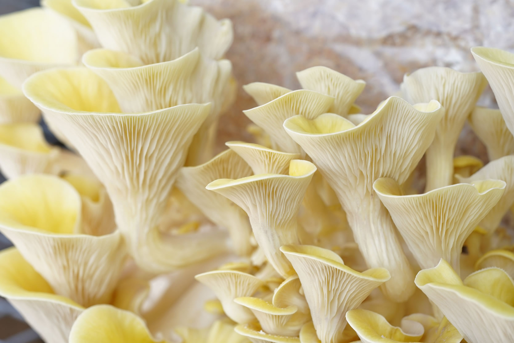 How To Grow Mushrooms - CAPITAL MUSHROOMS