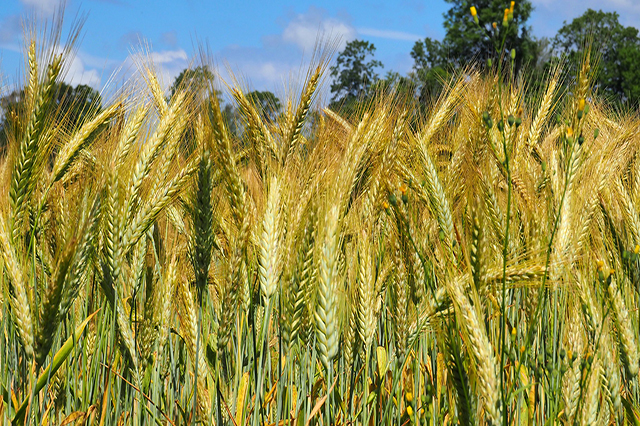 Organic-Rye-Berries