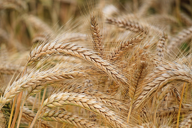 Wheat-Bran-Substrate